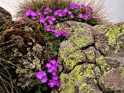 Spettacolo di fiori e marmotte sui sentieri per i Laghetti di Ponteranica – 18magg22  - FOTOGALLERY